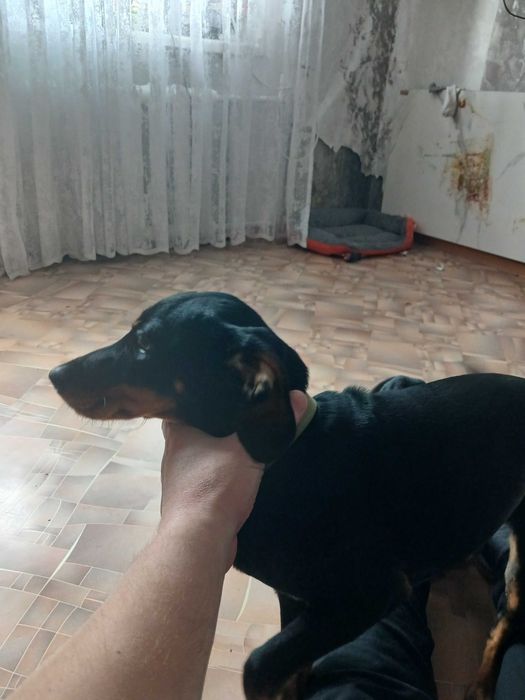 Отдам Кокер Спаниэля.
