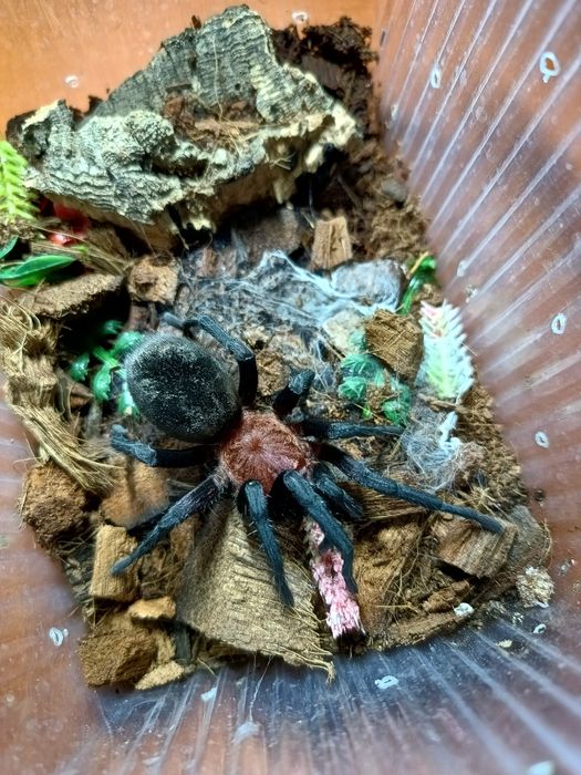 Bumba horrida samica