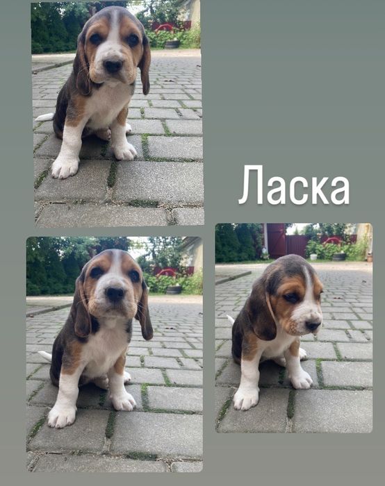 Продаю собаченят