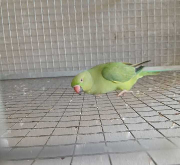 Ring Neck domesticado