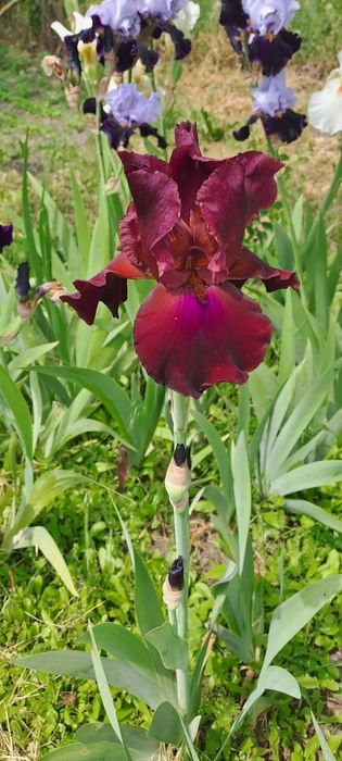 Ирисы сортовые продаю