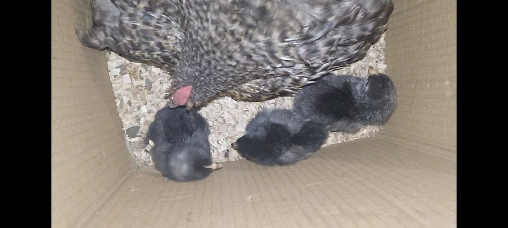 Курчата з квочкою