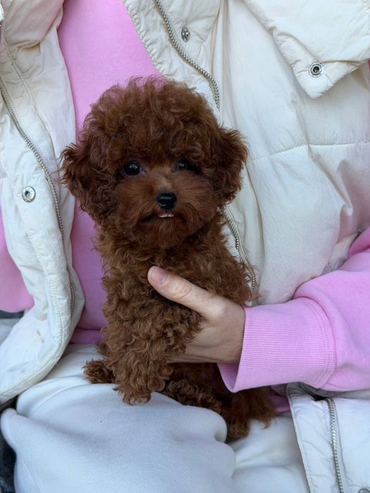 Наші малюки зачарують найвибагливіших Той та тікап пуделята