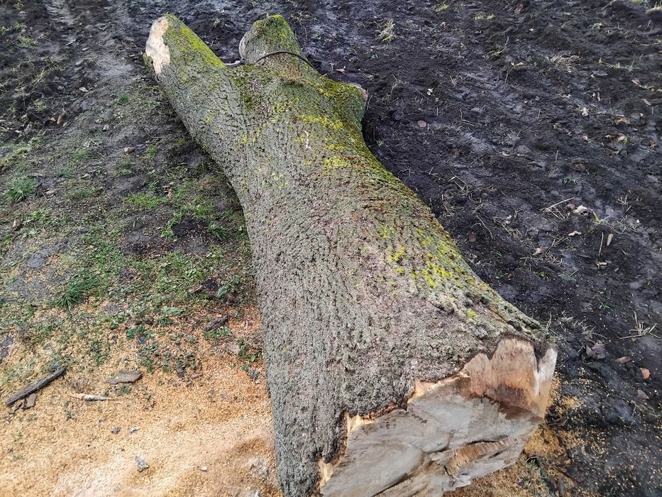 Продам стовбур ясена.