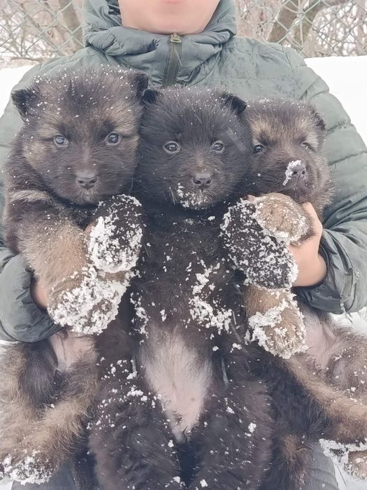 Продам цуценят німецької вівчарки