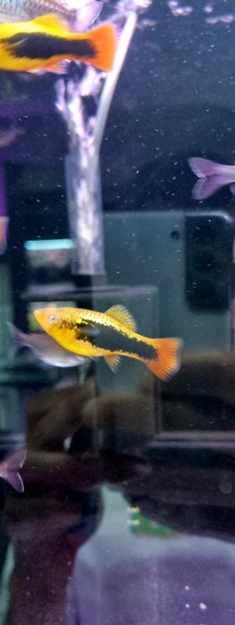 Zmienniak wielobarwny (HAWAII) (platka)