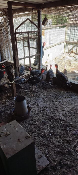 Vendo perus caseiros