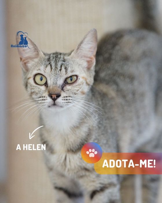 Helen - gata para adoção