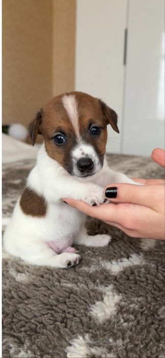 Найкращі малюки Джек Рассел терʼєра