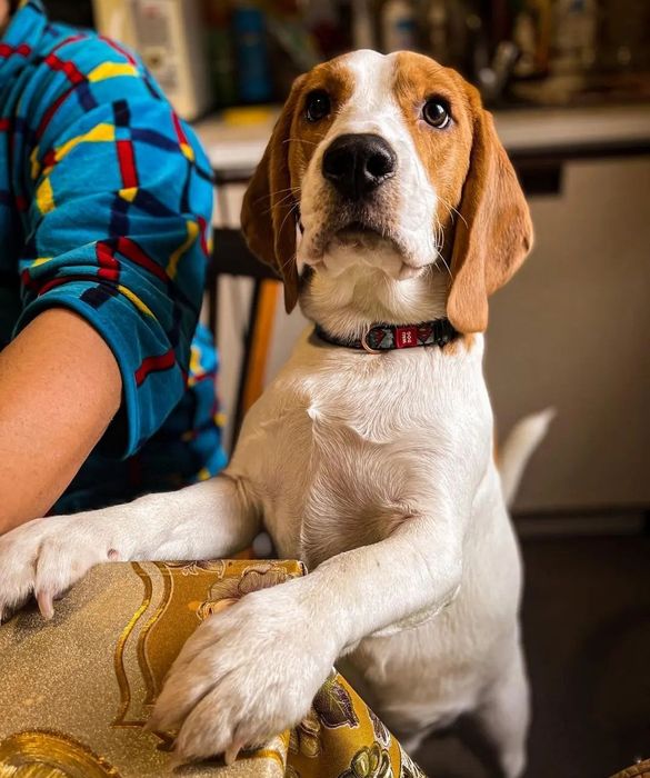 Шукає наречену хлопчик- біглік Бадді