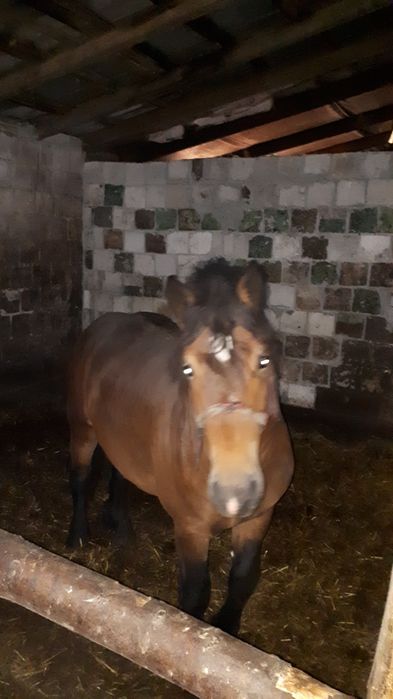 Koń ogier 18 miesięcy