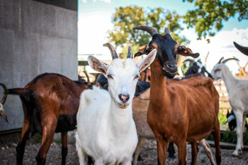STADO kóz na sprzedaż
