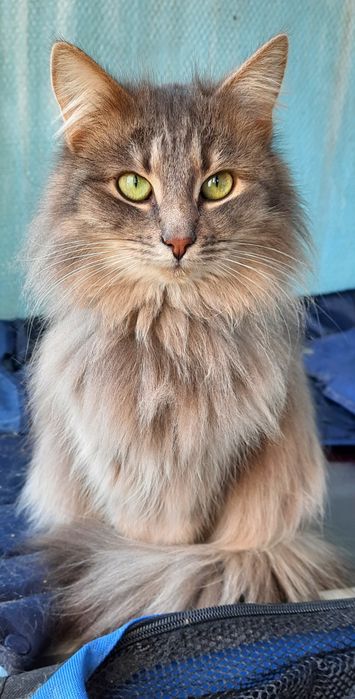 Стерилизованые котики и кошечки ищт семью