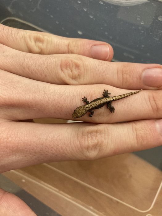 Młode gekony płaczące „płaczki”