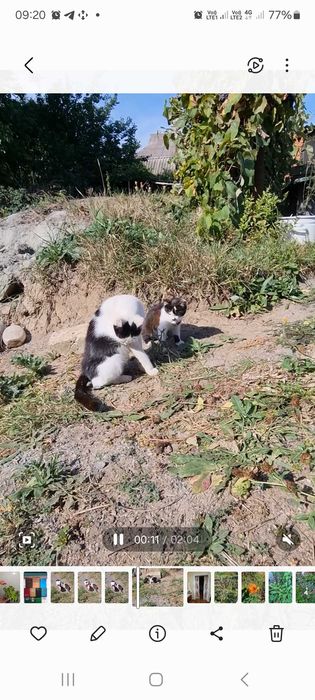 Полюшка, 4 месяца, девочка ищет дом