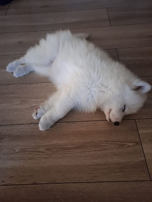 Samoyed ostatni szczeniak (samojed)