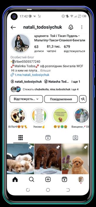 Продаж цуценят мальтіпу