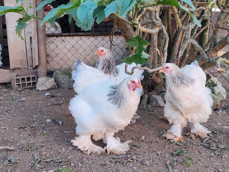 OVOS Galinhas Ornamentais Brahmas Garnizes miniatura