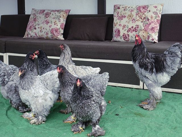 Яйце інкубаційне,курчата, Кохінхін біле золото, блакитний.