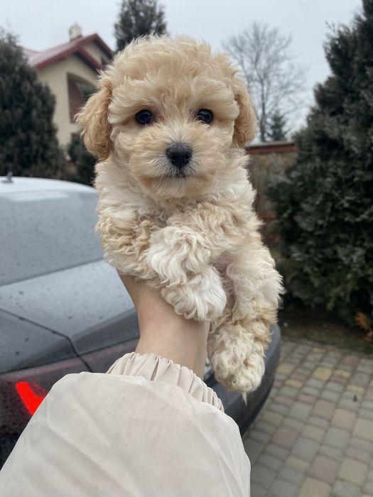 Найкращі цуцики на подарунок мальтипу