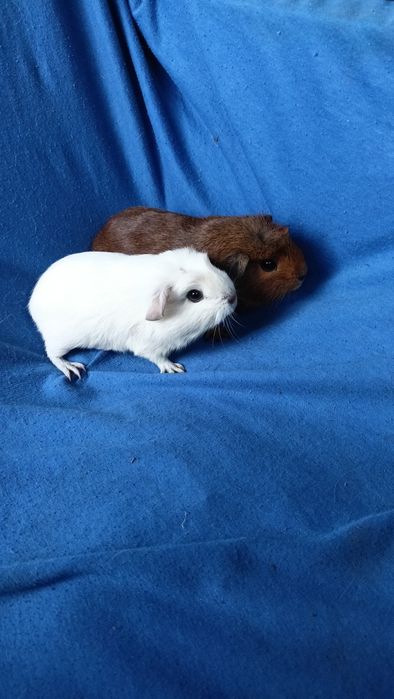 Питомник морских свинок