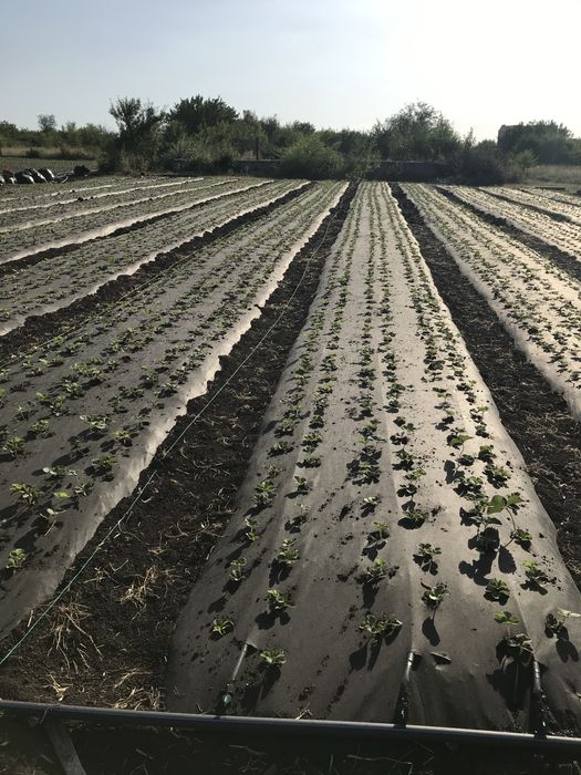 Будинок із земельною ділянкою