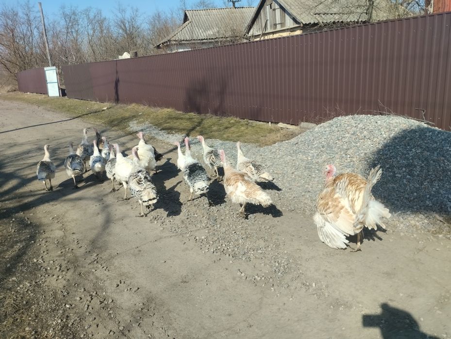 Продам Інкубаційне яйце індиків