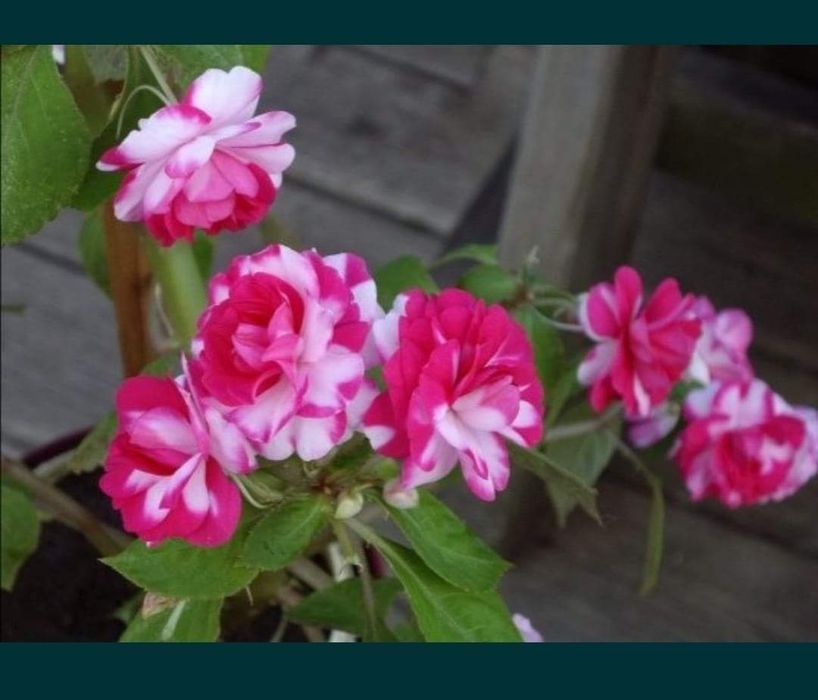 Бальзамін махровий