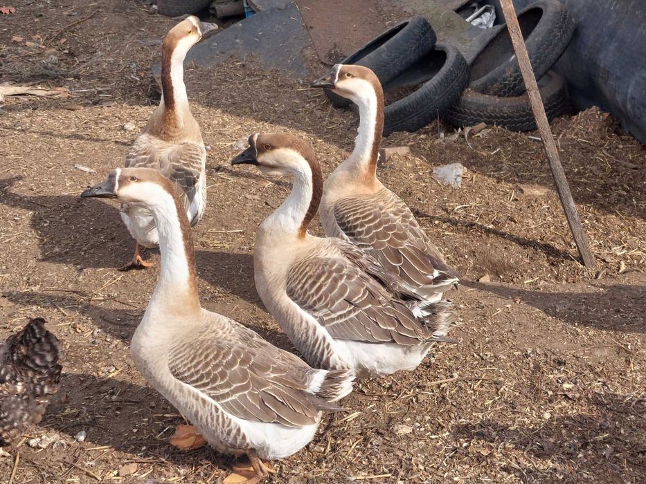 Gęsi garbonosy para lęgowa