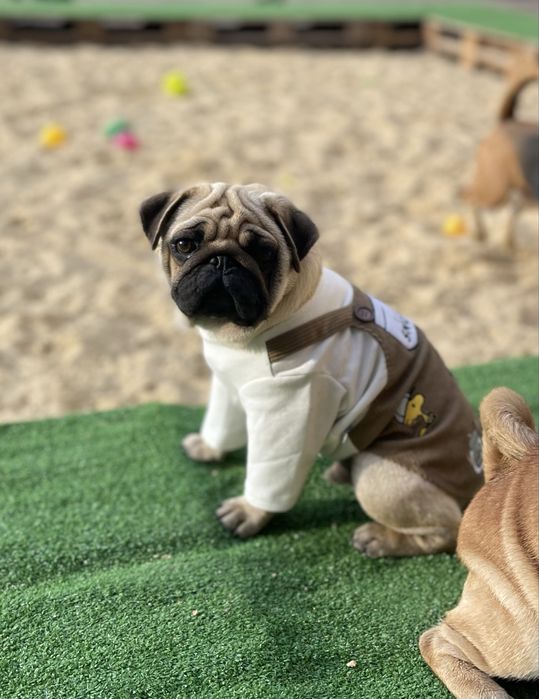 Мопс цуценя хлопчик КСУ документи п-к Голден Пак