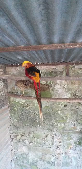 Faisões Dourados 2025