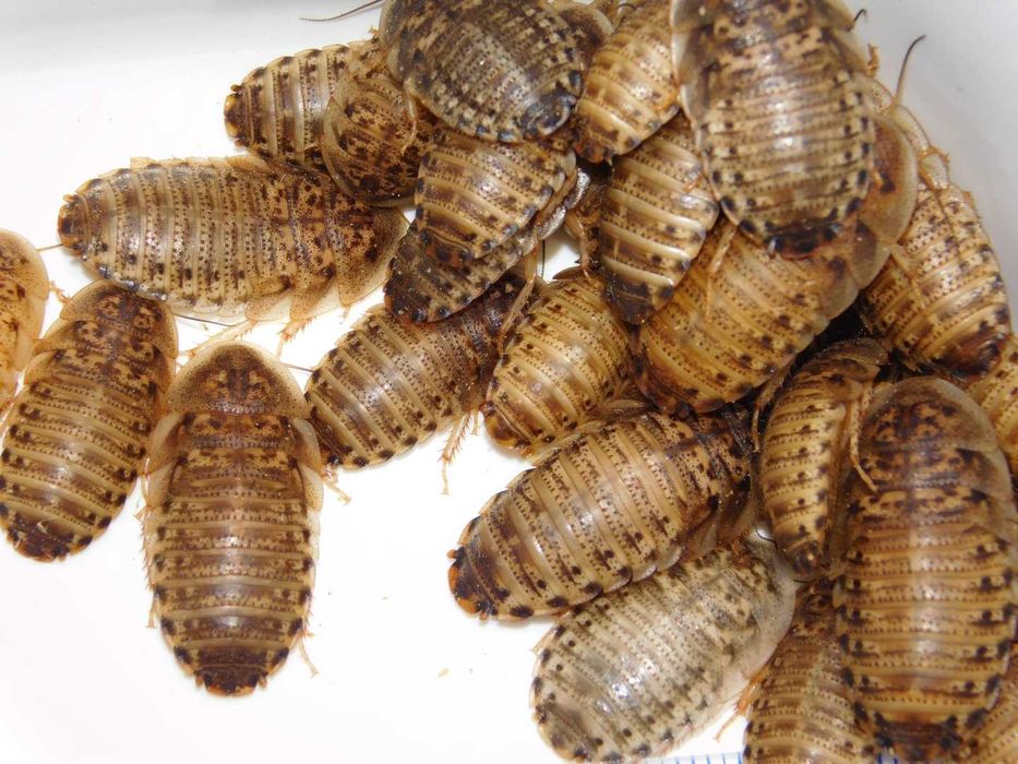Karaczany argentyńskie dubia ŚREDNIE 2-3 cm Blaptica dubia