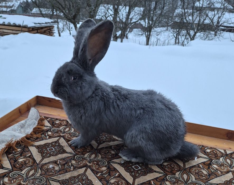 Кролики бельгійські велетні  - голубі