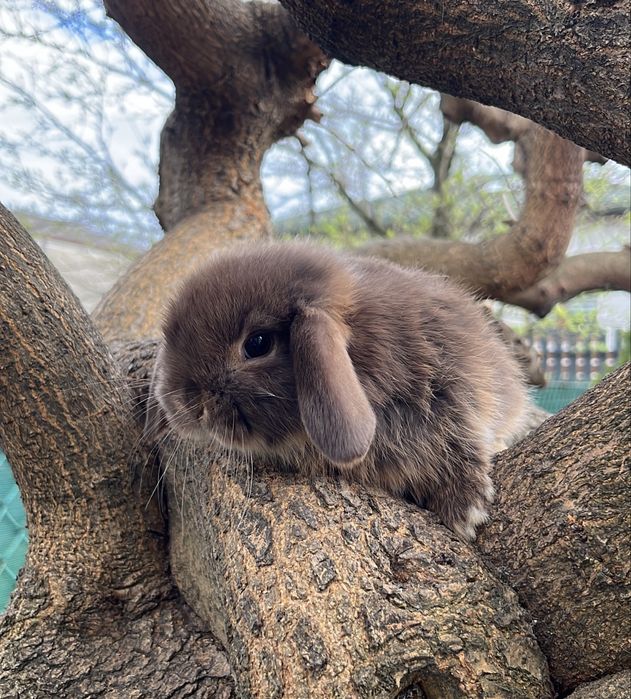 Karzełek Baranek Mini Lop Karzełek Teddy Karzełek Niderlandzki Nederland Królik Króliki Miniaturka Metryka Rodowód Legalna Hodowla