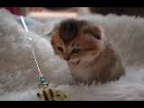 Золота шиншила шотландка
