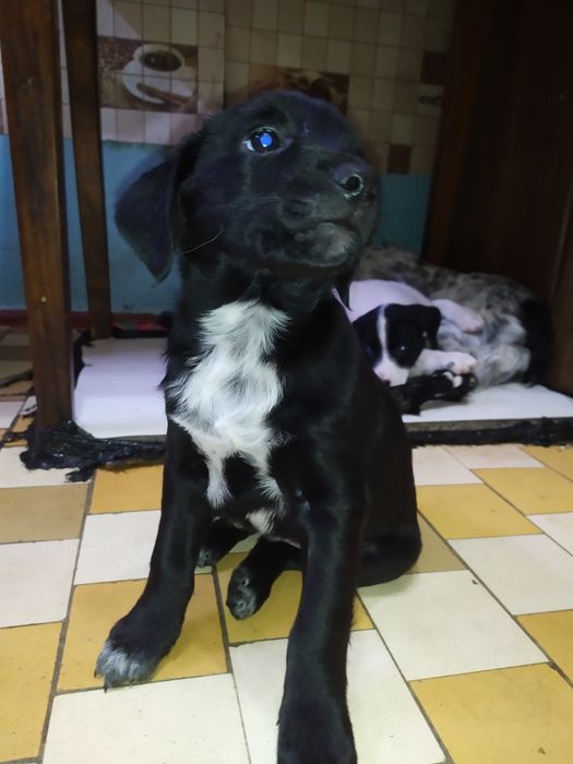 русский спаниель