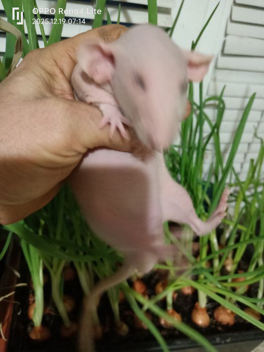 Щурик сфінкс ласкавий