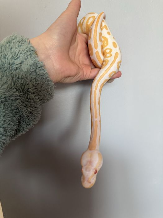 Wąż BLACK PASTEL ALBINO – samiec, ur. 26.06.2025 | dokumenty | czip