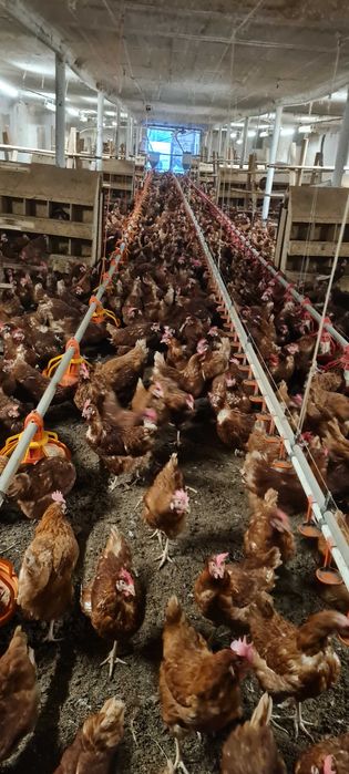 Kury kurki kurczaki nioski młode z jajkami.Rosa1 Dominant Leghorn JAJA