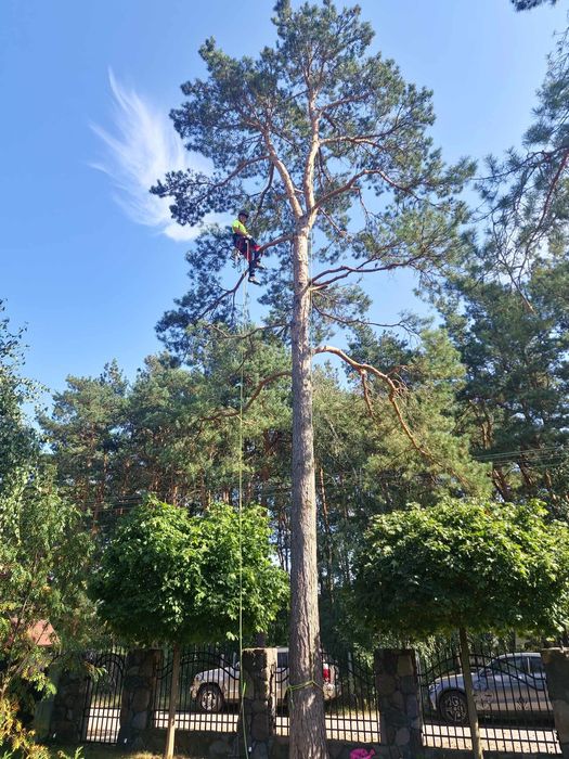 Wycinka i pielęgnacja drzew