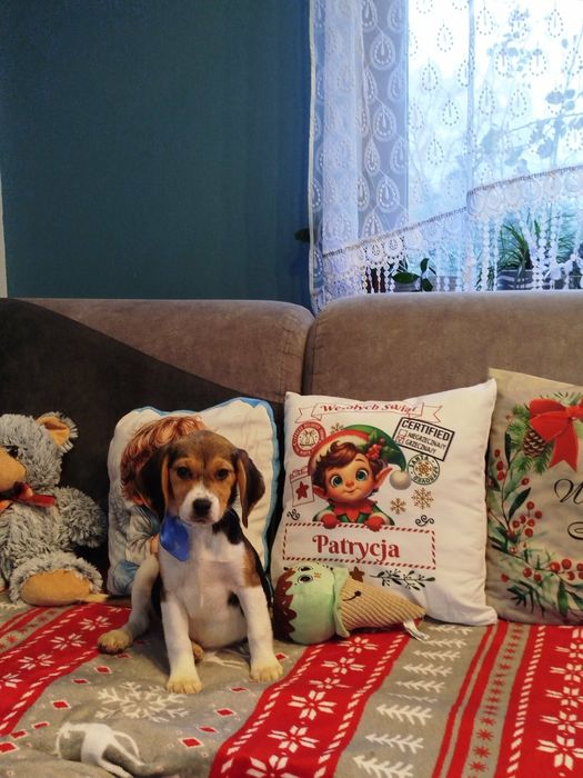 Beagle Szczenięta Rodowodowe