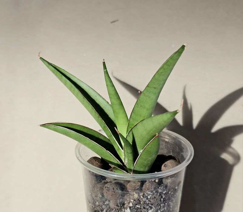 Sansevieria hybrid 'Light' sansewieria