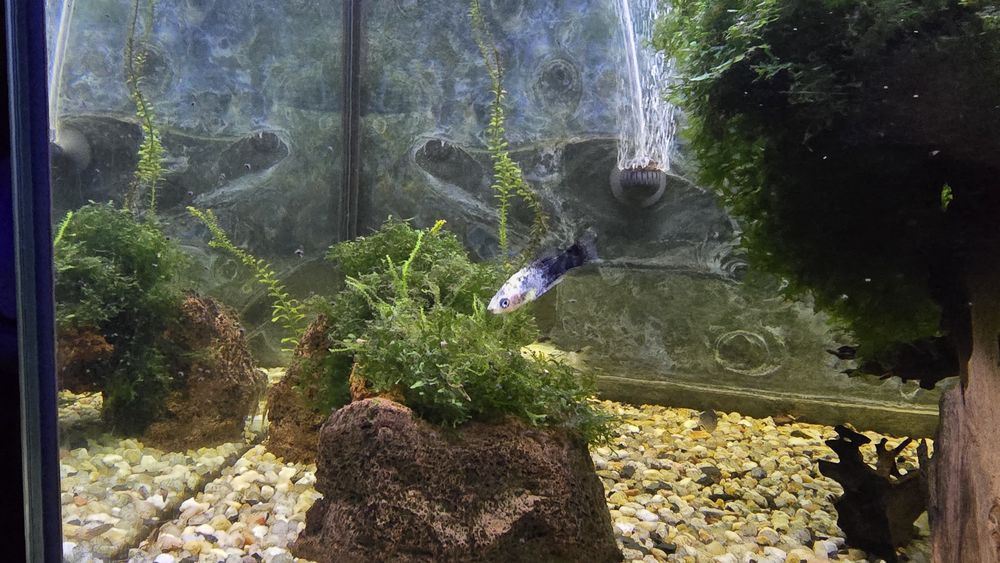 Mollys , Platys , Guppies