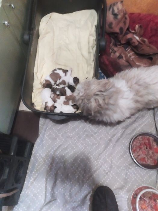 Щеночки бело золотого ши тцу