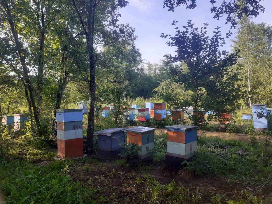 Мед  Майский.Різнотрав'я.Горішки з медом.Паста Амосова.Забрус. Пергомед