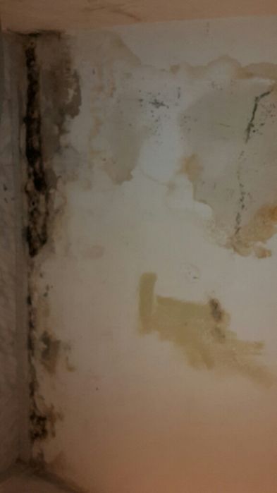 Profissionais de jardinagem