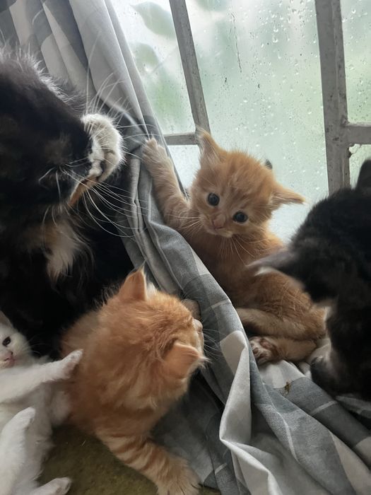 Отдам котят бесплатно