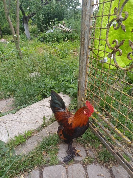 Продам кури,  бентамки, карликові, ліліпути.