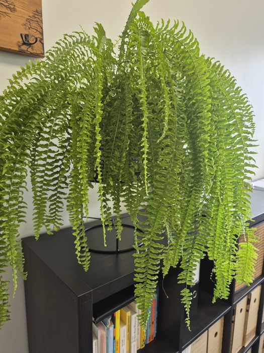 Paprotka duża o szerokości ok 70 cm