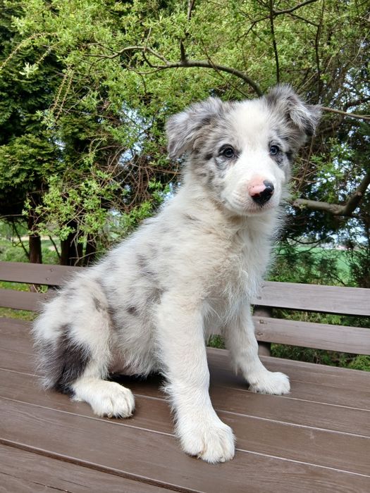 Border collie blue merle